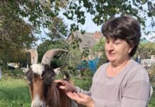 Сельская труженица Инна Луценко и ее большое хозяйство